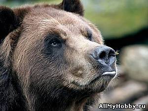 Лепим нос для медведя.