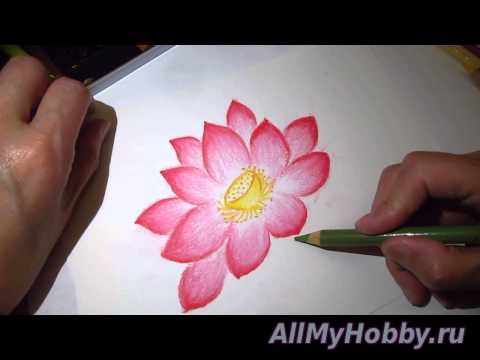 Видео мастер-класс: Рисование ClassPlan - Drawing lotus with pastel pencil asmr (clip segment)