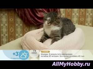 Старый свитер для кошки - Видео урок
